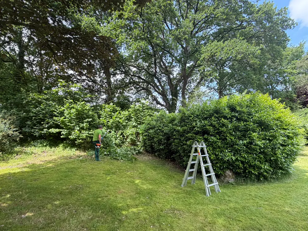 Mitarbeiter schneidet eine hohe Hecke mit der Teleskopschere von der Leiter aus