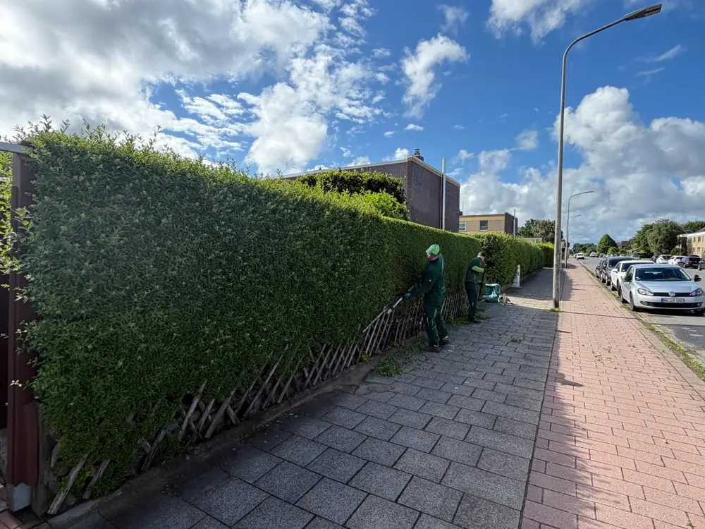 Zwei Mitarbeiter von Garten Team Krause schneiden eine lange Hecke am Gehweg