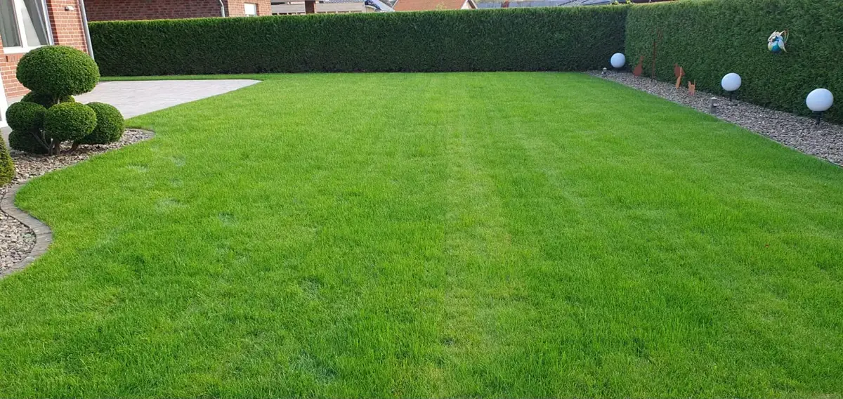 Dieselbe Fläche nachher: dichter grüner Rasen bis an die Kieskante vor der Hecke